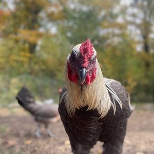 Meet your Posher, Zachary